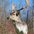 Fallow Deer Fallow Deer